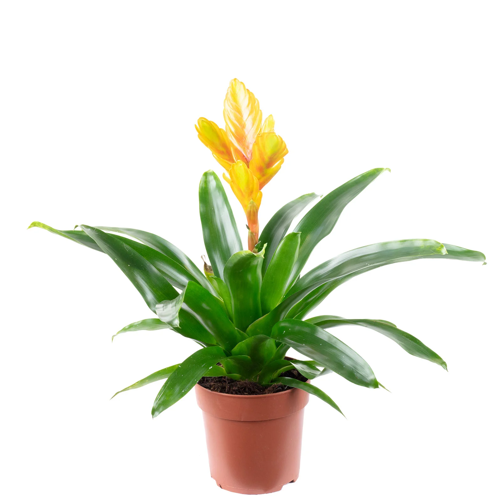 Flammendes Schwert orange - Vriesea - Höhe ca. 45 cm, Topf-Ø 13 cm