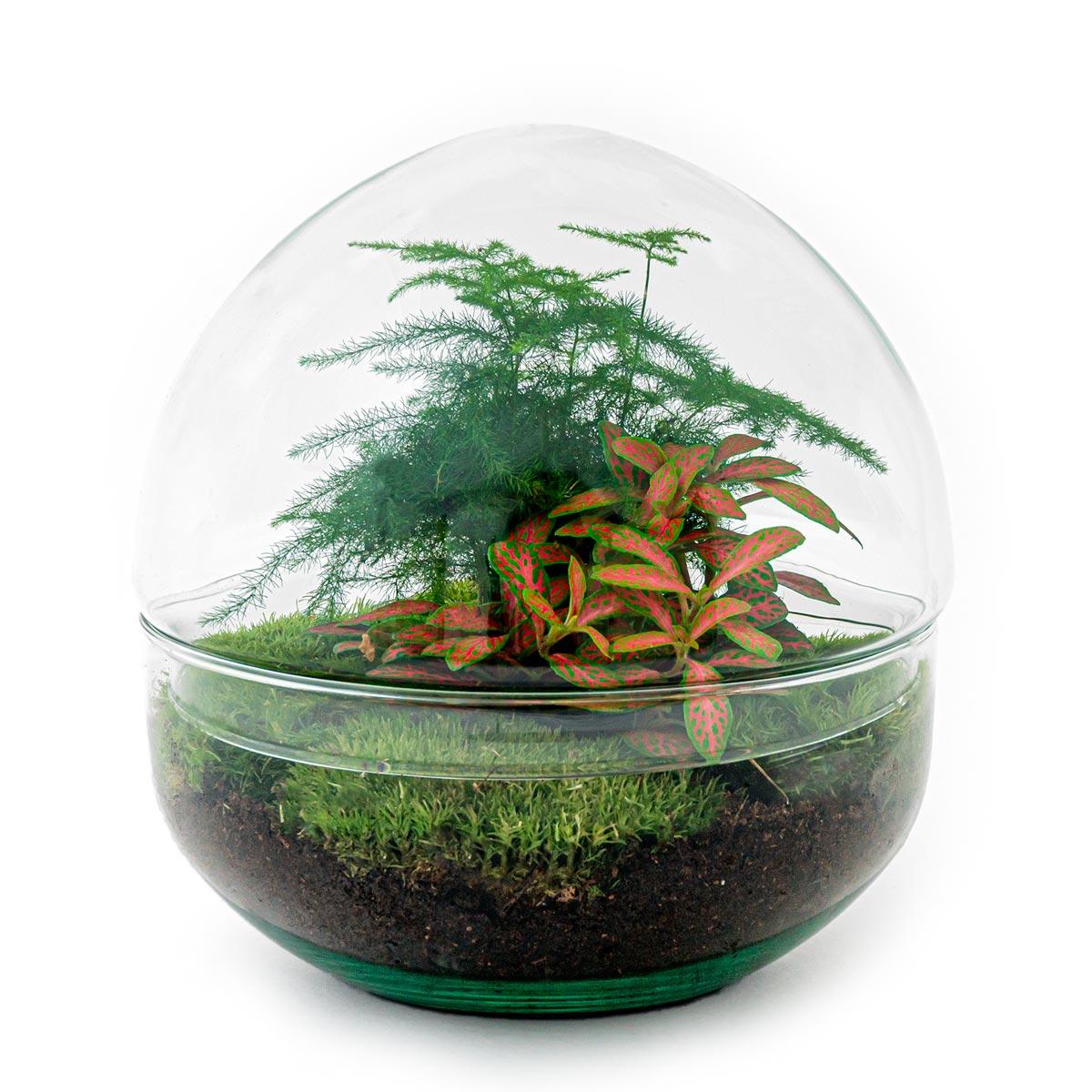 Flaschengarten Dome Glaskugel Pflanzenterrarium 20 cm incl. Rechen Schaufel Pinzette und Schere - Image 2