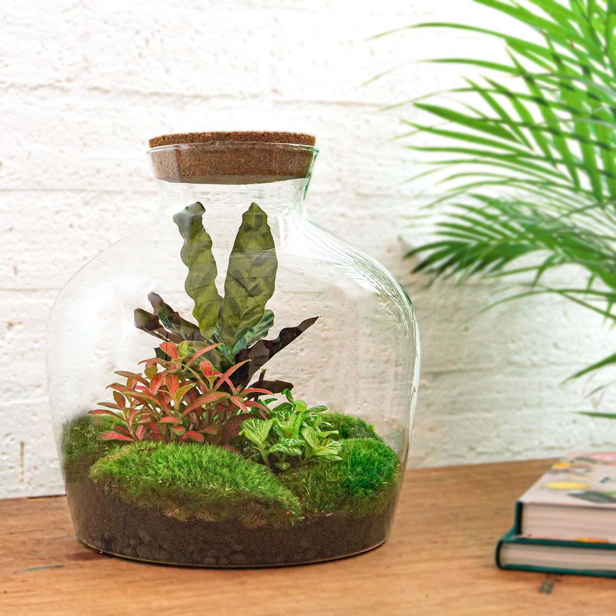 Flaschengarten "Fat Joe" - ROT - DIY-Pflanzen-Terrarium - 30cm - incl. Rechen und Schaufel - Image 2