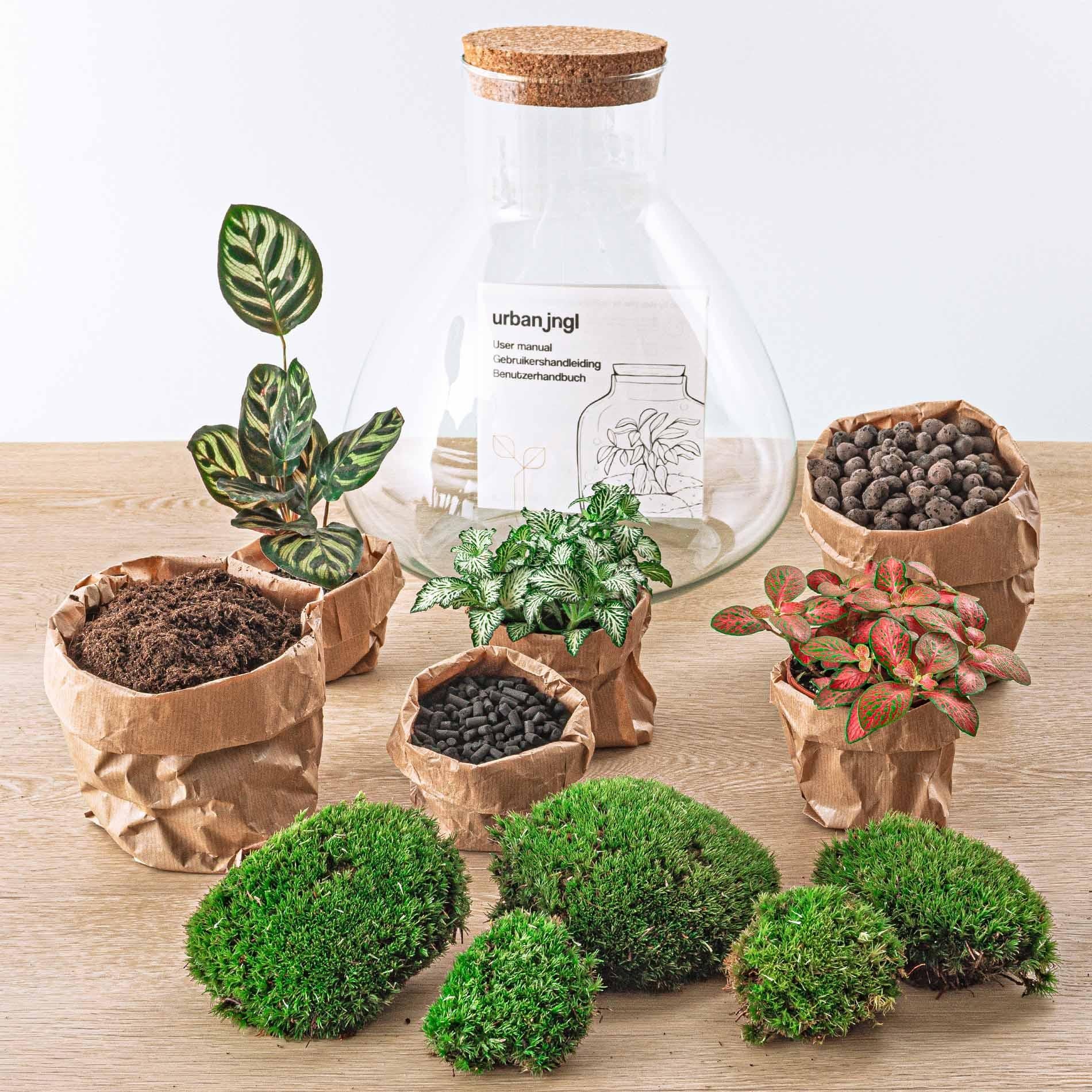 Flaschengarten Sam XL ROT DIY-Pflanzenterrarium 35 cm incl. Rechen Schaufel Pinzette Schere