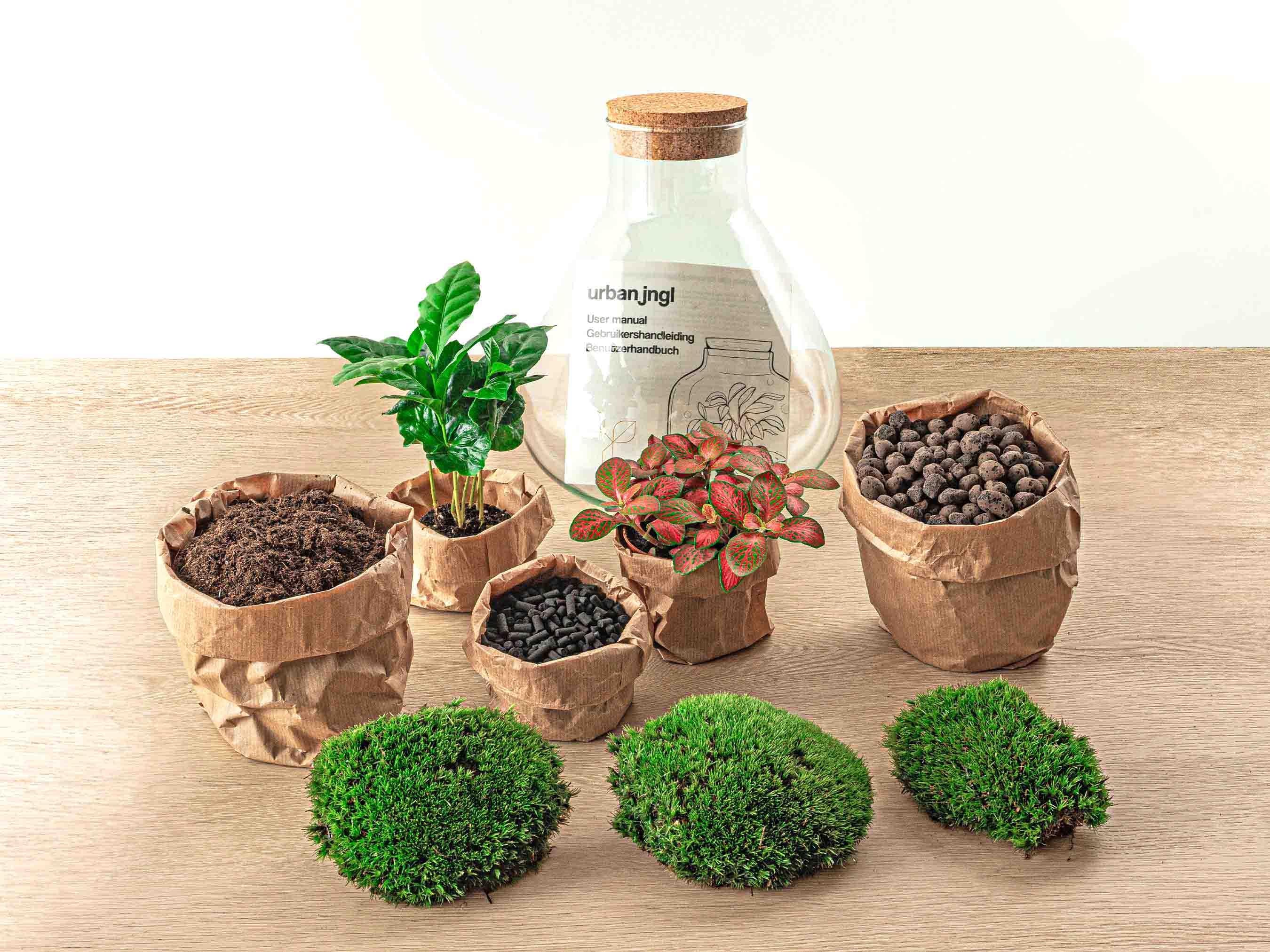 Flaschengarten Sammie Pflanzenterrarium 27cm mit Kaffeepflanze+Rechen Schaufel Pinzette Schere - Image 4