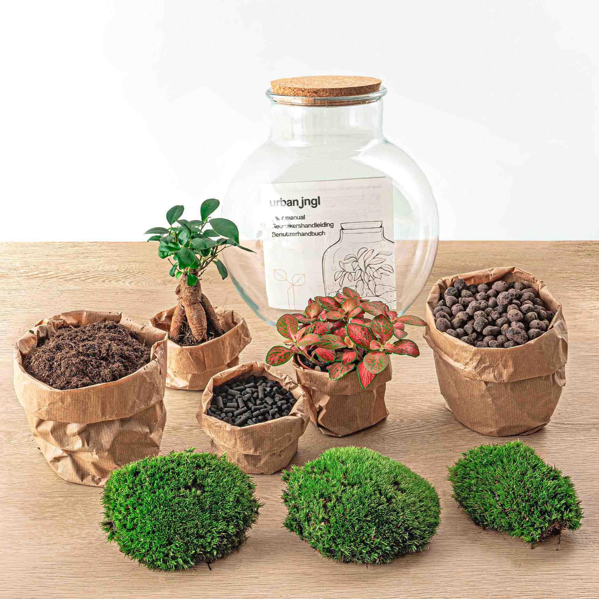 Flaschengarten "Teddy" - DIY-Pflanzen-Terrarium - 27cm hoch - mit Ficus Ginseng - Bonsai - Image 3