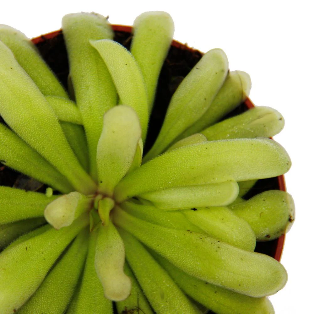Fleischfressende Pflanze - Zierliches Fettkraut - Pinguicula "Anna" - 9cm Topf - Image 5