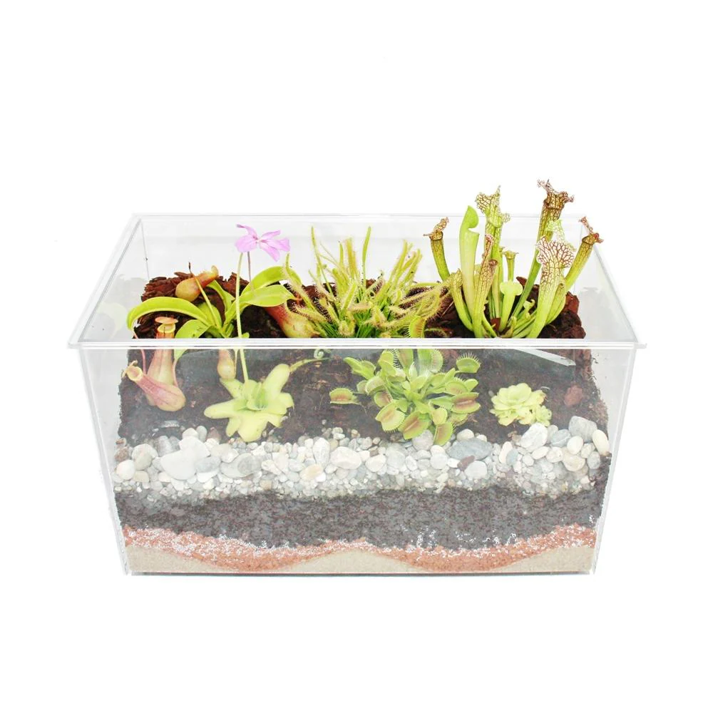Fleischfressende Pflanzen - Aquarium zum Selberpflanzen - groß - Image 3