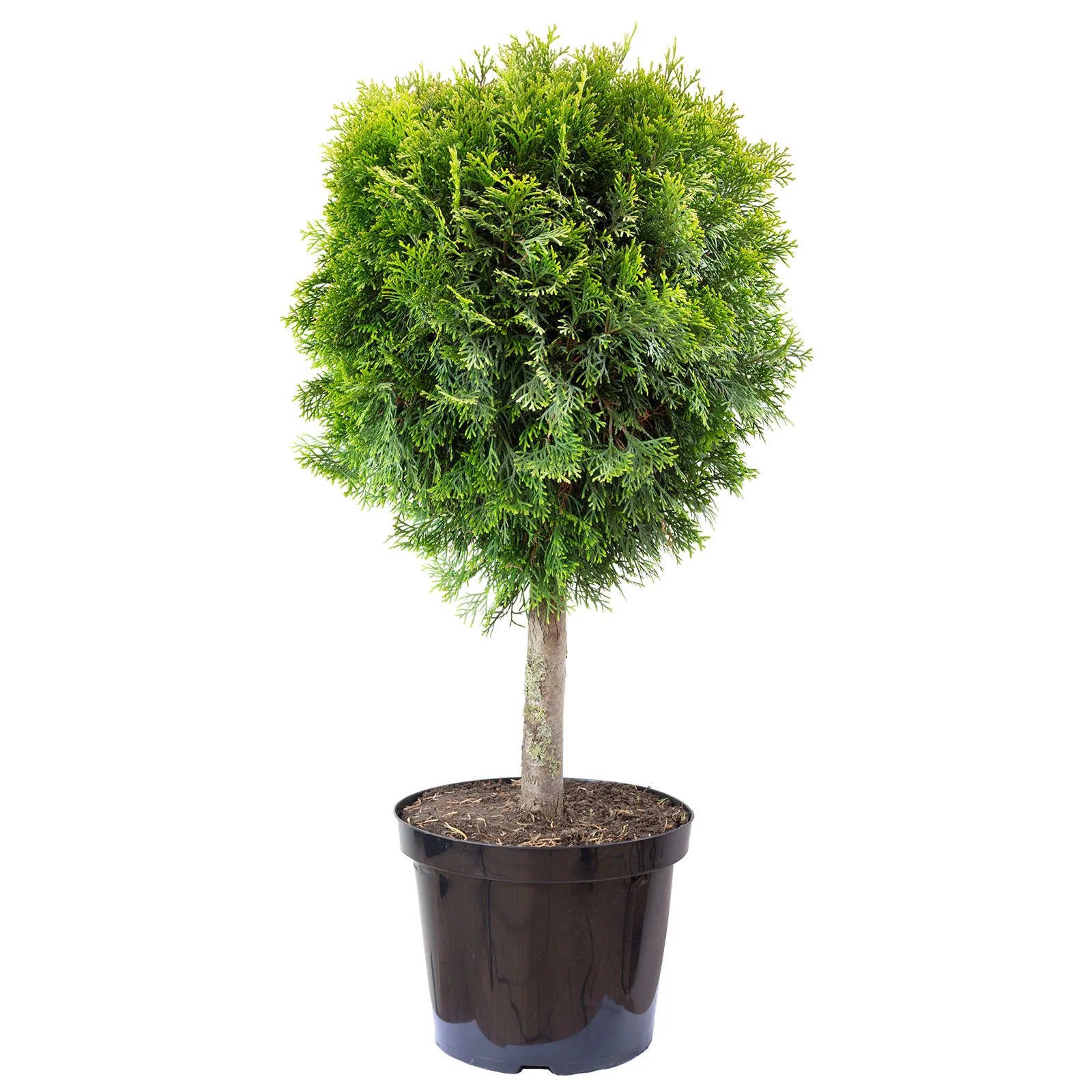 Formthuja - Höhe ca. 65 cm, Topf-Ø 29 cm - Thuja occidentalis 'Smaragd'
