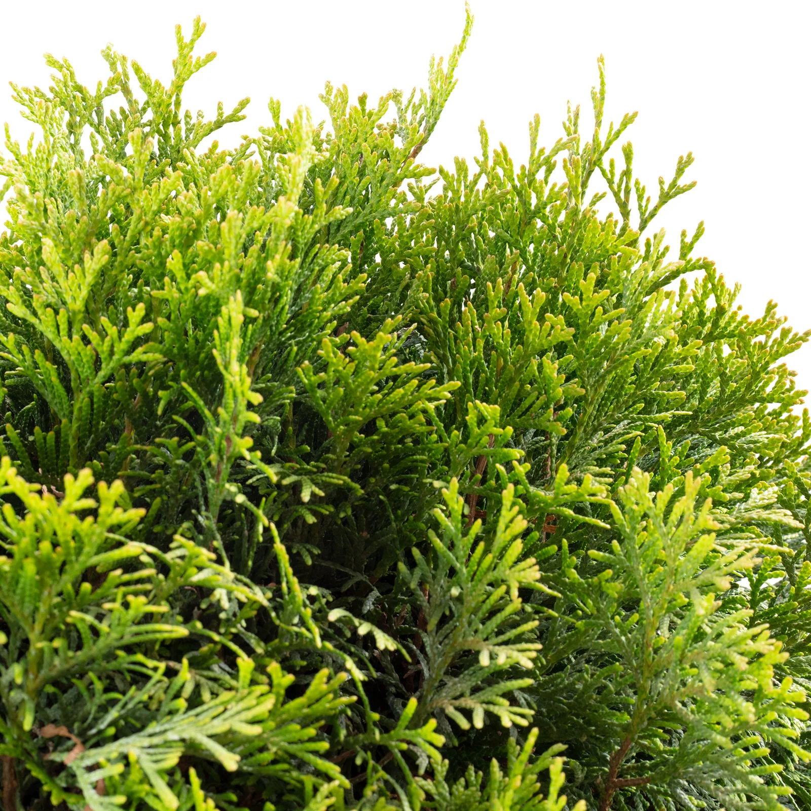 Formthuja - Höhe ca. 65 cm, Topf-Ø 29 cm - Thuja occidentalis 'Smaragd' - Image 2