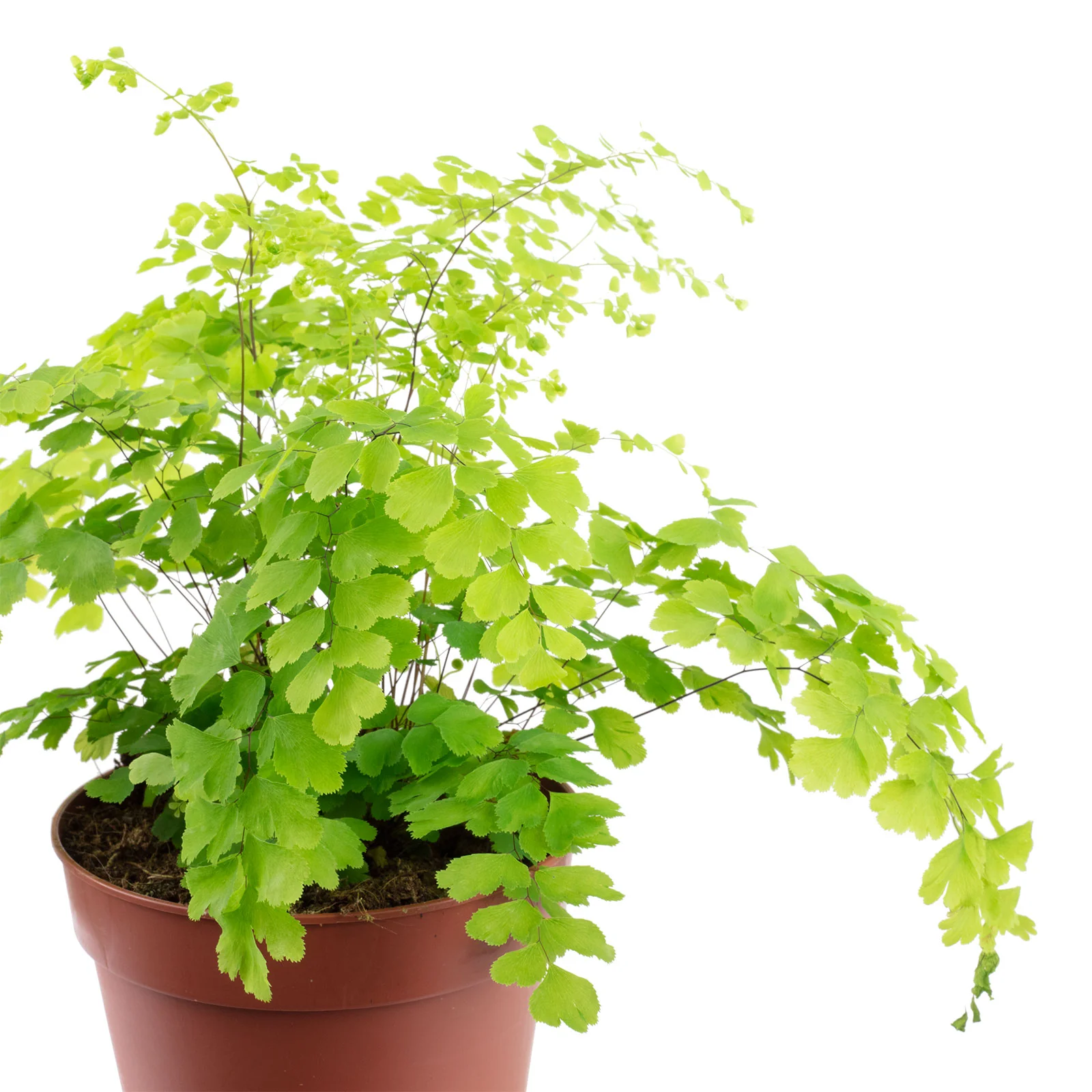 Frauenhaarfarn - Adiantum fragrans - Höhe ca. 25 cm, Topf-Ø 12 cm - Image 2