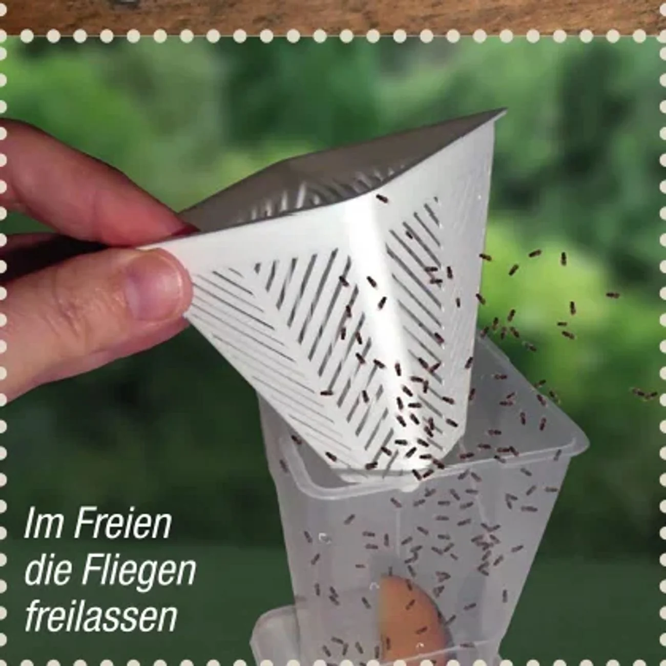 Fruchtfliegenfalle Lebendfalle für die Küche - Image 10