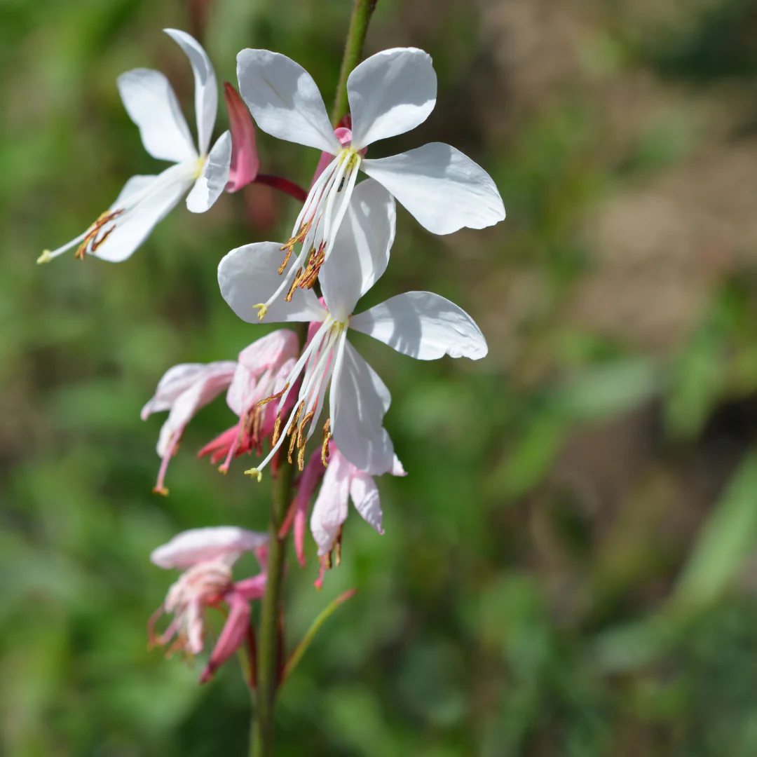 Gaura lindheimeri - Prachtkerze - 9cm Topf - 10-25cm - Set mit 24 Pflanzen - Image 3