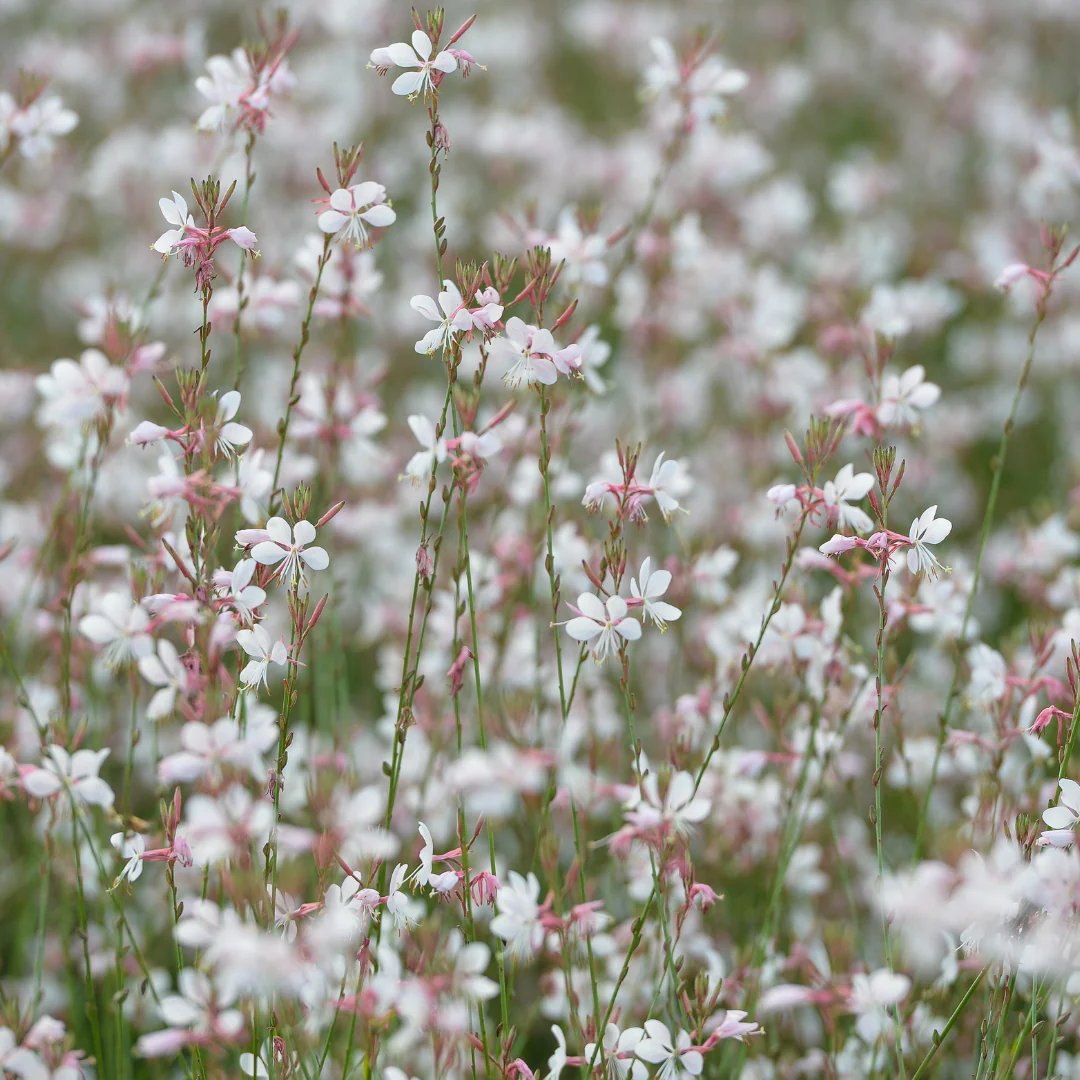 Gaura lindheimeri - Prachtkerze - 9cm Topf - 10-25cm - Set mit 24 Pflanzen - Image 4