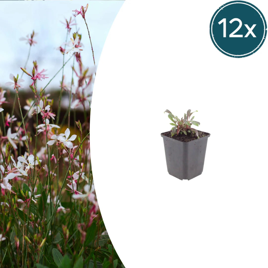 Gaura lindheimeri "Siskiyou Pink" - Prachtkerze - 9cm Topf - 10-25cm - Set mit 12 Pflanzen