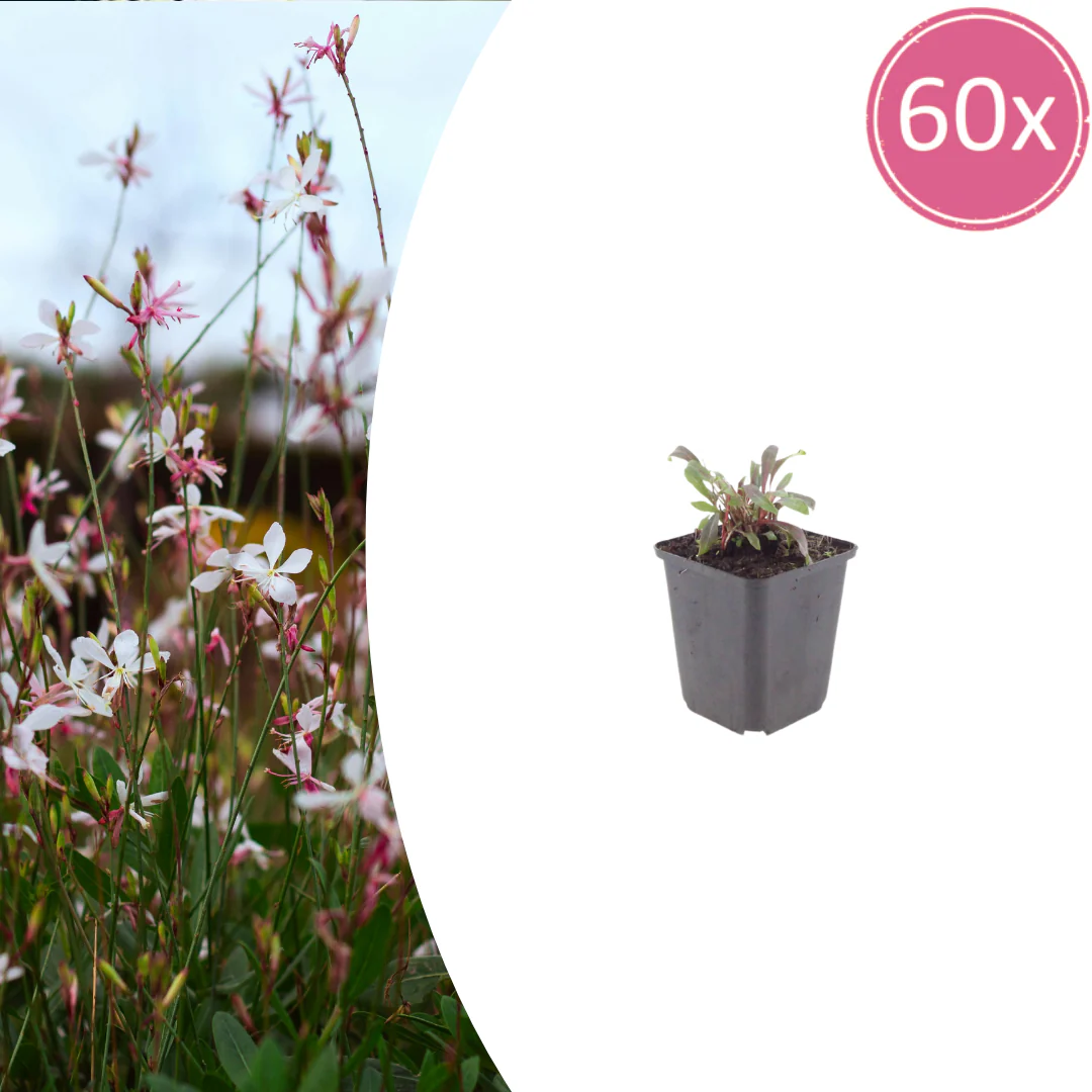 Gaura lindheimeri "Siskiyou Pink" - Prachtkerze - 9cm Topf - 10-25cm - Set mit 60 Pflanzen