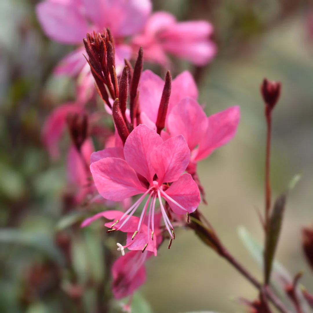 Gaura lindheimeri "Siskiyou Pink" - Prachtkerze - 9cm Topf - 10-25cm - Set mit 60 Pflanzen - Image 2