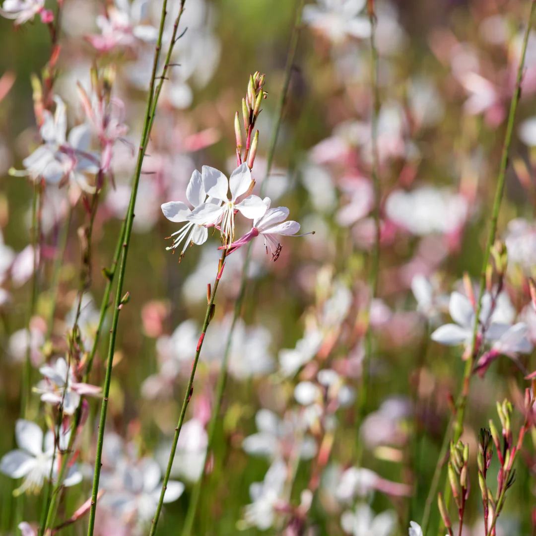Gaura lindheimeri "Whirling Butterfly" - Prachtkerze - 9cm Topf - 10-25cm - Set mit 12 Pflanzen - Image 3