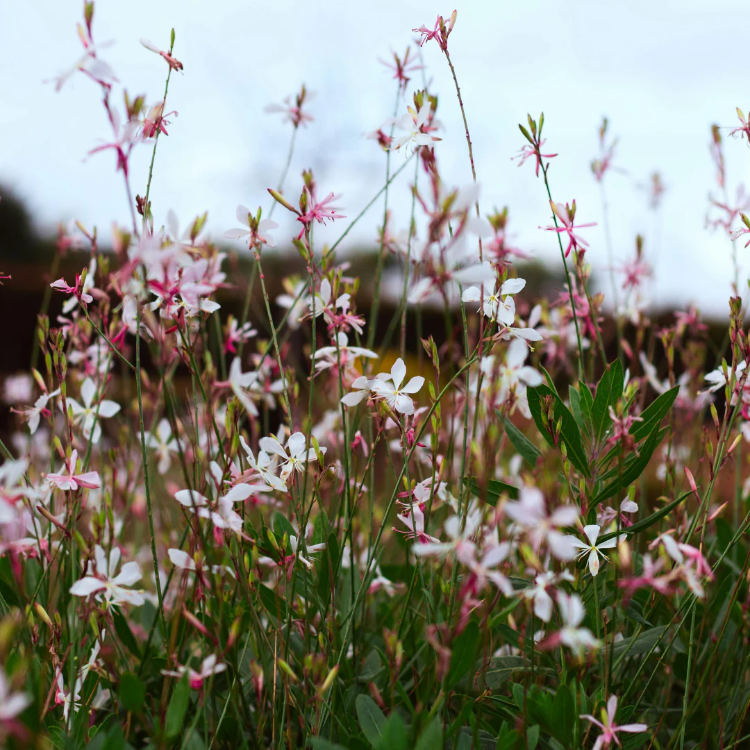 Gaura lindheimeri "Whirling Butterfly" - Prachtkerze - 9cm Topf - 10-25cm - Set mit 12 Pflanzen - Image 4
