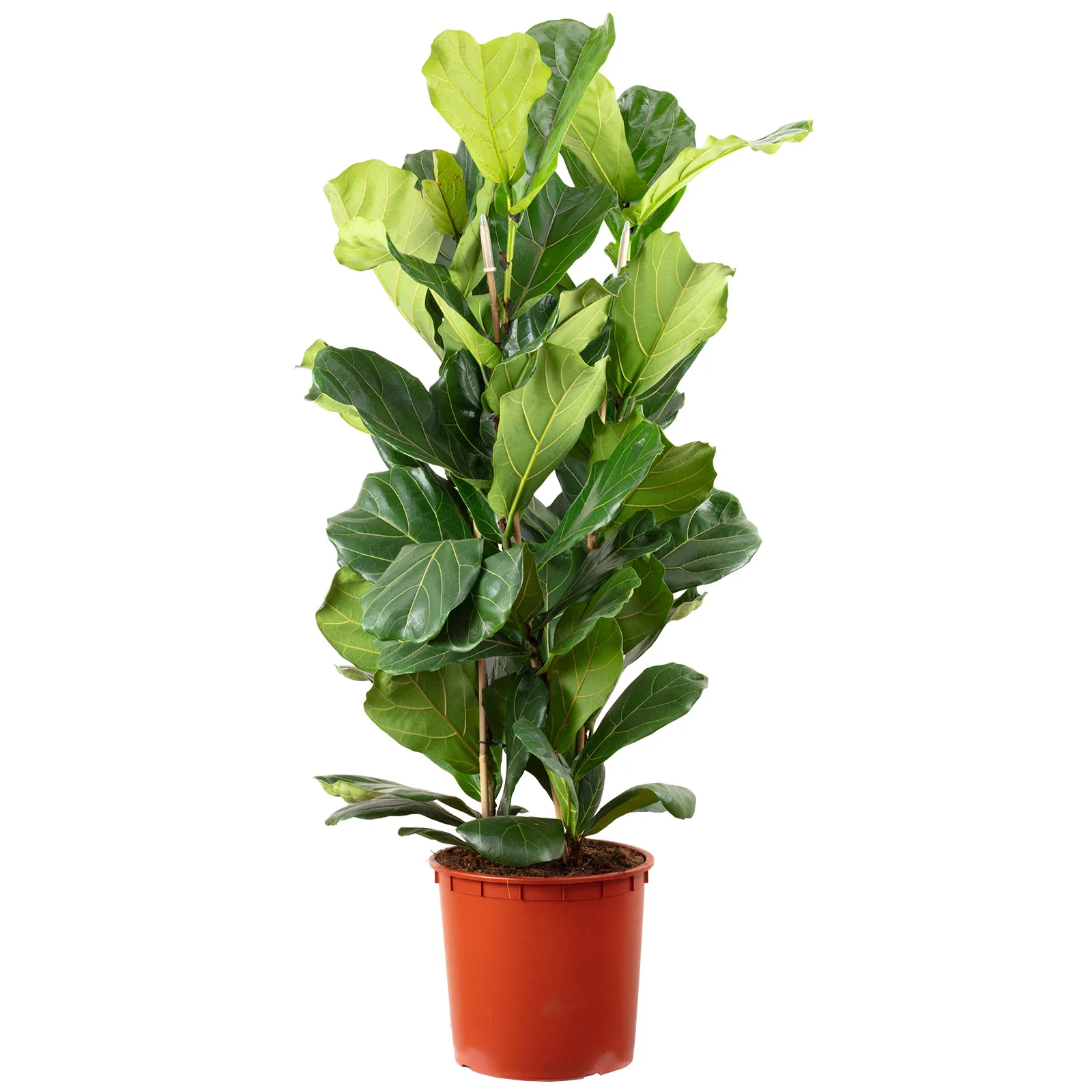 Geigenfeige 3-stämmig - Ficus Lyrata - Höhe ca. 150 cm, Topf-Ø 34 cm