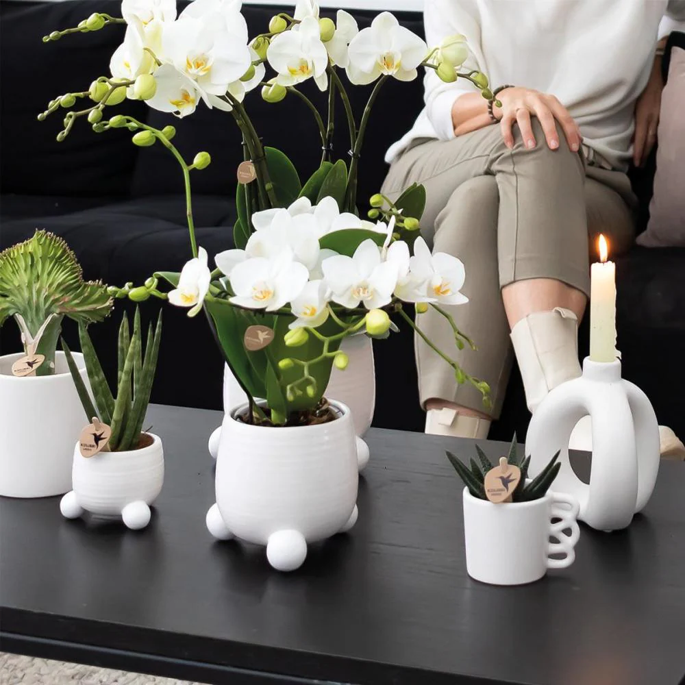 Gelb-rote Phalaenopsis-Orchidee im Rolling-Ziertopf weiß Topf 9cm - 40cm hoch - Image 3