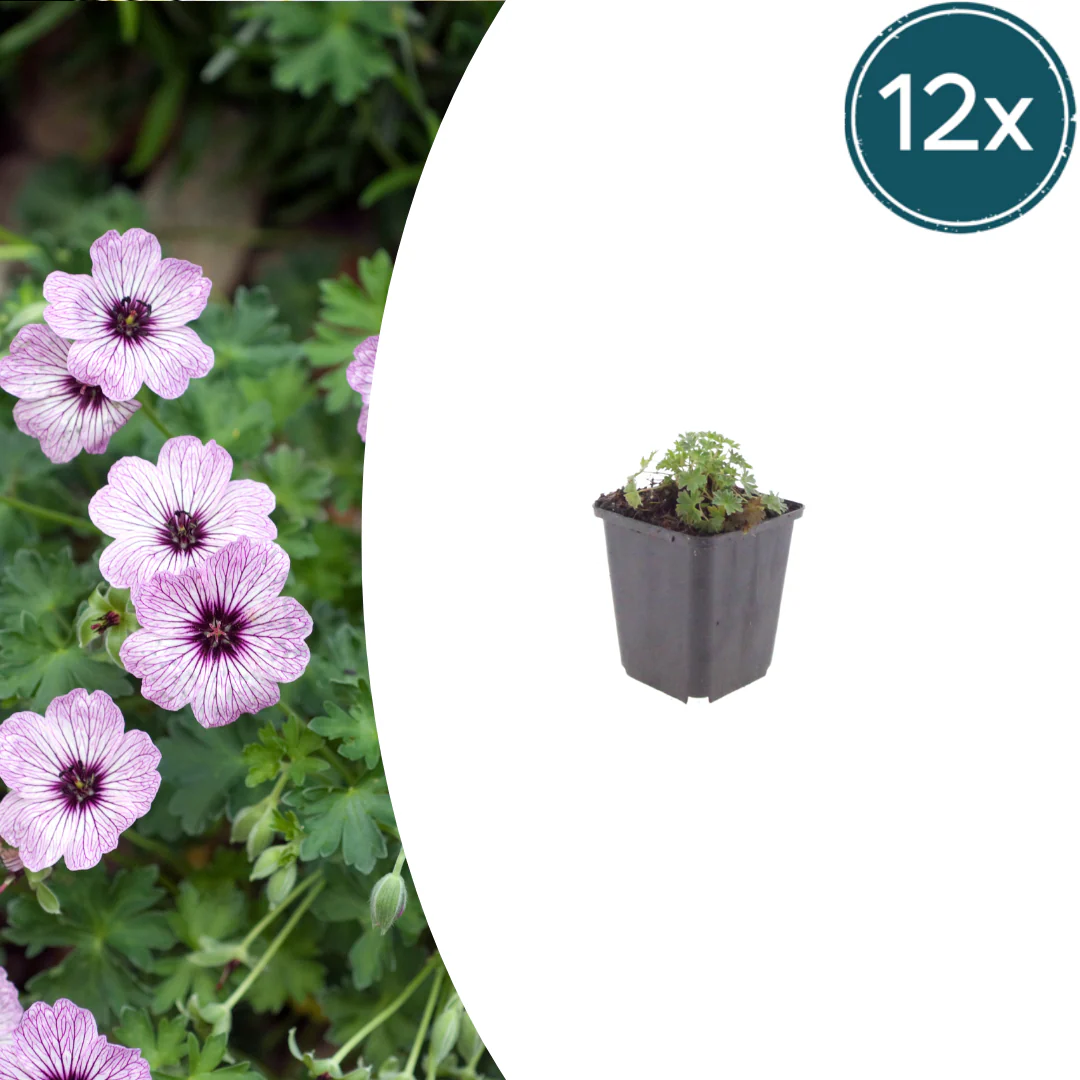 Geranium cinereum "Ballerina" - Aschgrauer Storchschnabel - 9cm Topf - 10-25cm - Set mit 12 Pflanzen