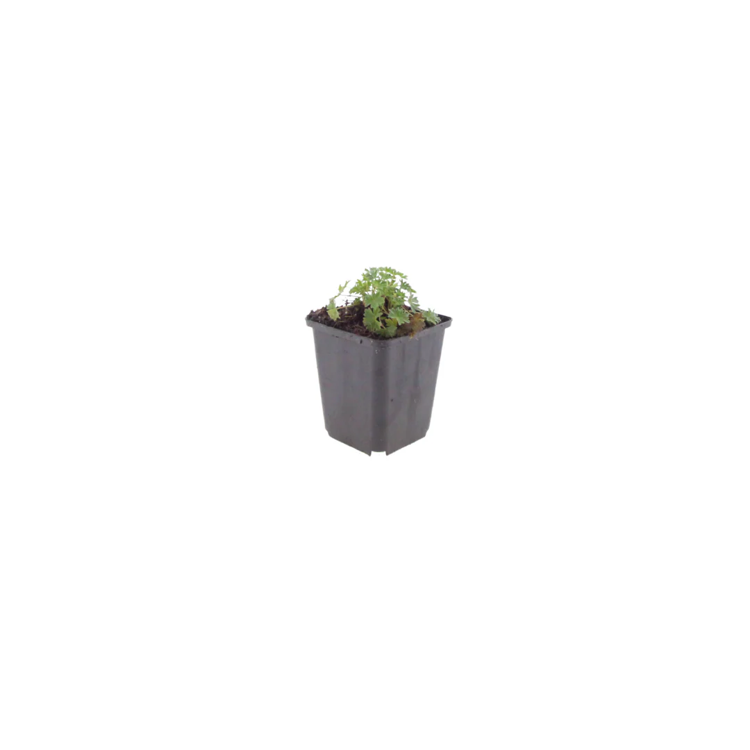Geranium cinereum "Ballerina" - Aschgrauer Storchschnabel - 9cm Topf - 10-25cm - Set mit 12 Pflanzen - Image 2