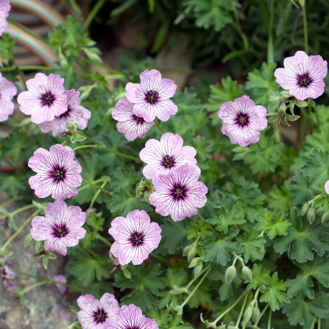 Geranium cinereum "Ballerina" - Aschgrauer Storchschnabel - 9cm Topf - 10-25cm - Set mit 24 Pflanzen - Image 3