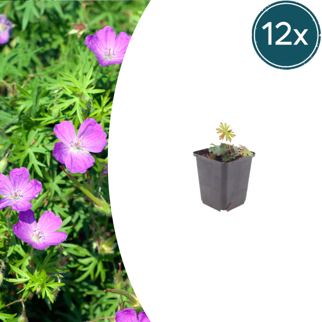 Geranium sanguineum - Blut-Storchschnabel - 9cm Topf - 10-25cm - Set mit 12 Pflanzen
