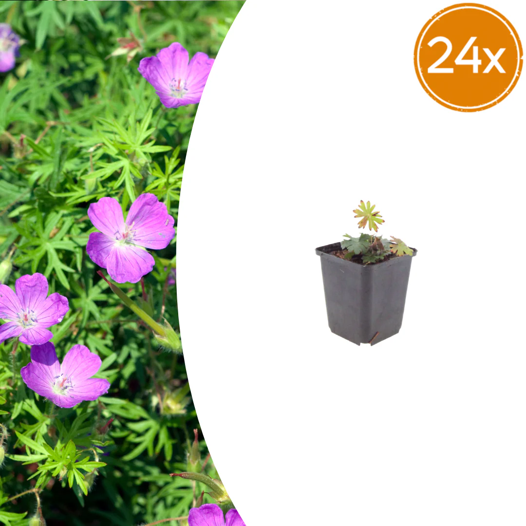 Geranium sanguineum - Blut-Storchschnabel - 9cm Topf - 10-25cm - Set mit 24 Pflanzen