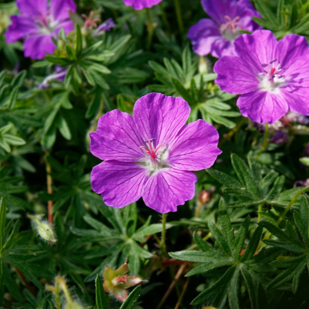 Geranium sanguineum - Blut-Storchschnabel - 9cm Topf - 10-25cm - Set mit 48 Pflanzen - Image 3
