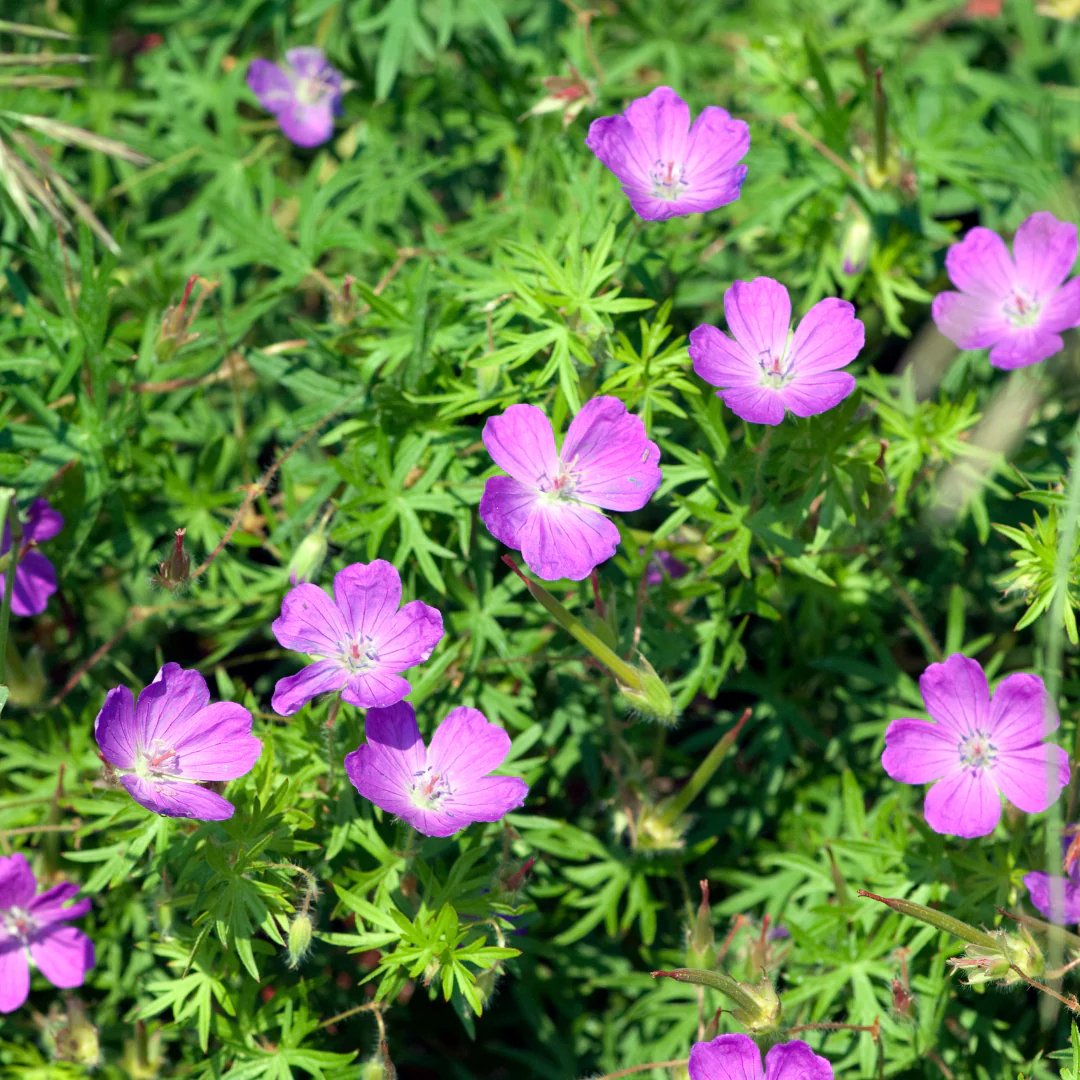 Geranium sanguineum - Blut-Storchschnabel - 9cm Topf - 10-25cm - Set mit 48 Pflanzen - Image 4