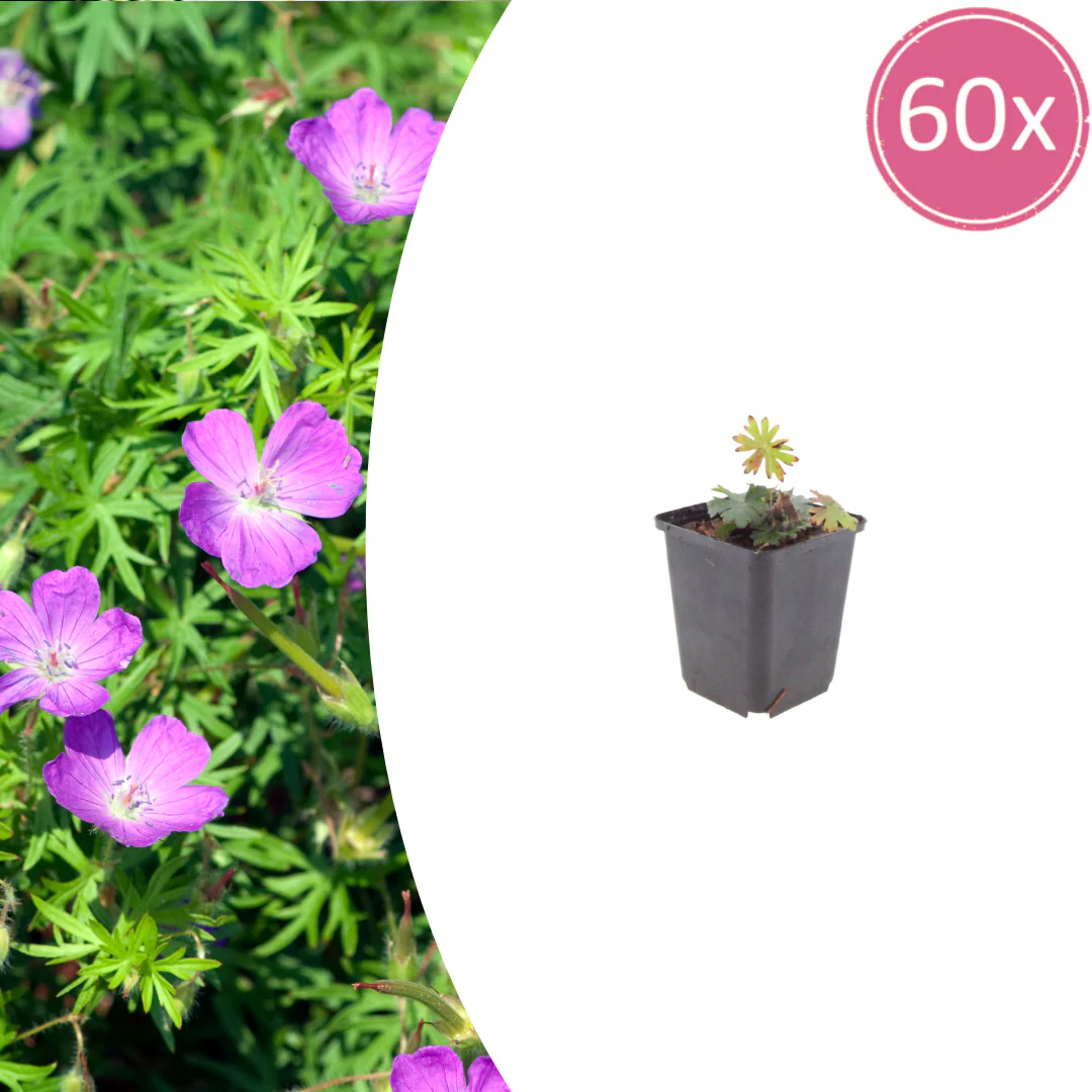 Geranium sanguineum - Blut-Storchschnabel - 9cm Topf - 10-25cm - Set mit 60 Pflanzen