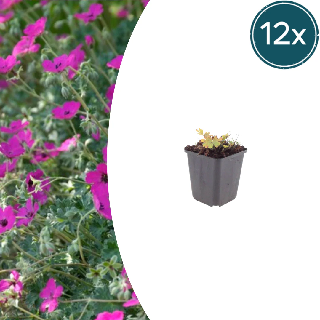 Geranium sanguineum "Max Frei" - Blut-Storchschnabel - 9cm Topf - 10-25cm - Set mit 12 Pflanzen