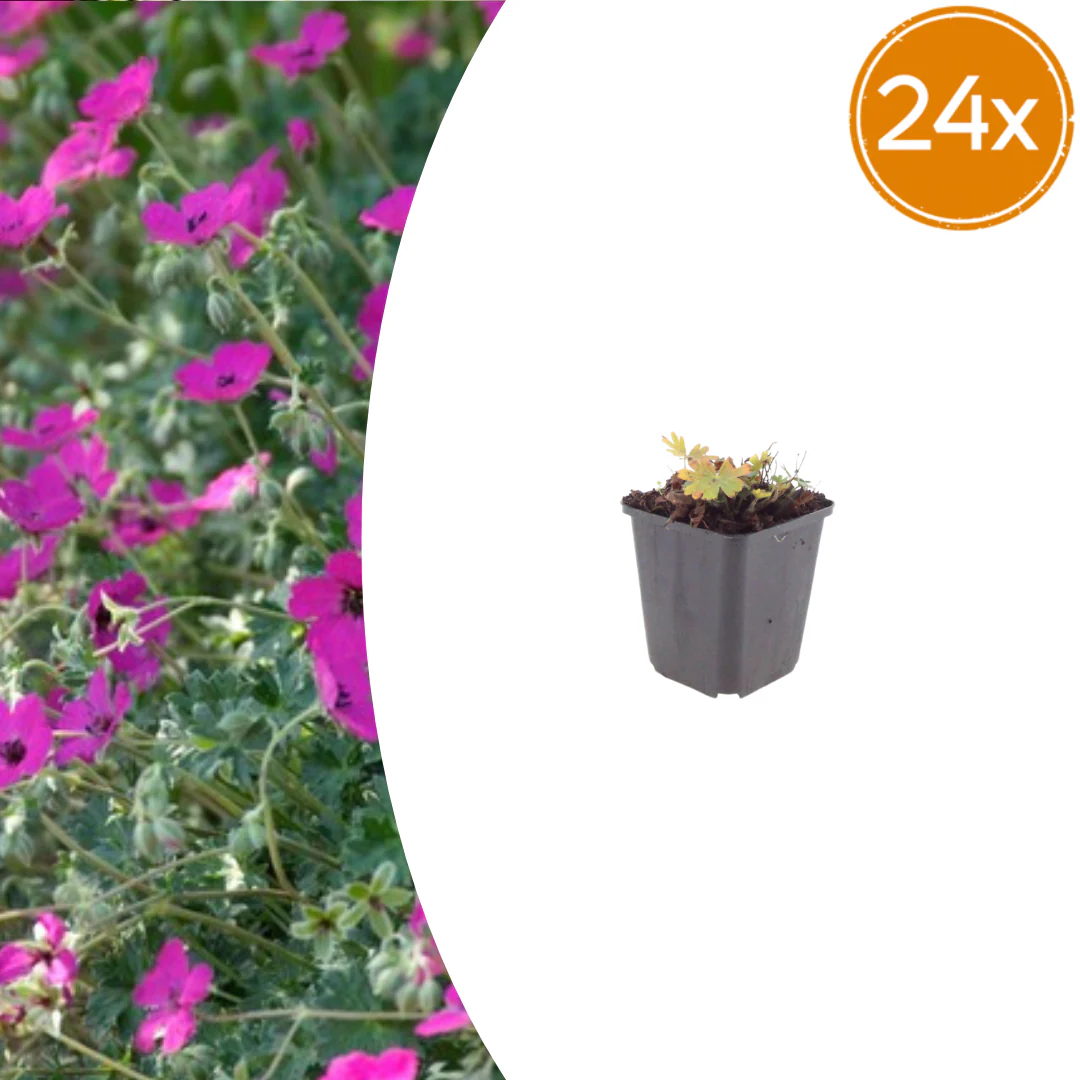 Geranium sanguineum "Max Frei" - Blut-Storchschnabel - 9cm Topf - 10-25cm - Set mit 24 Pflanzen
