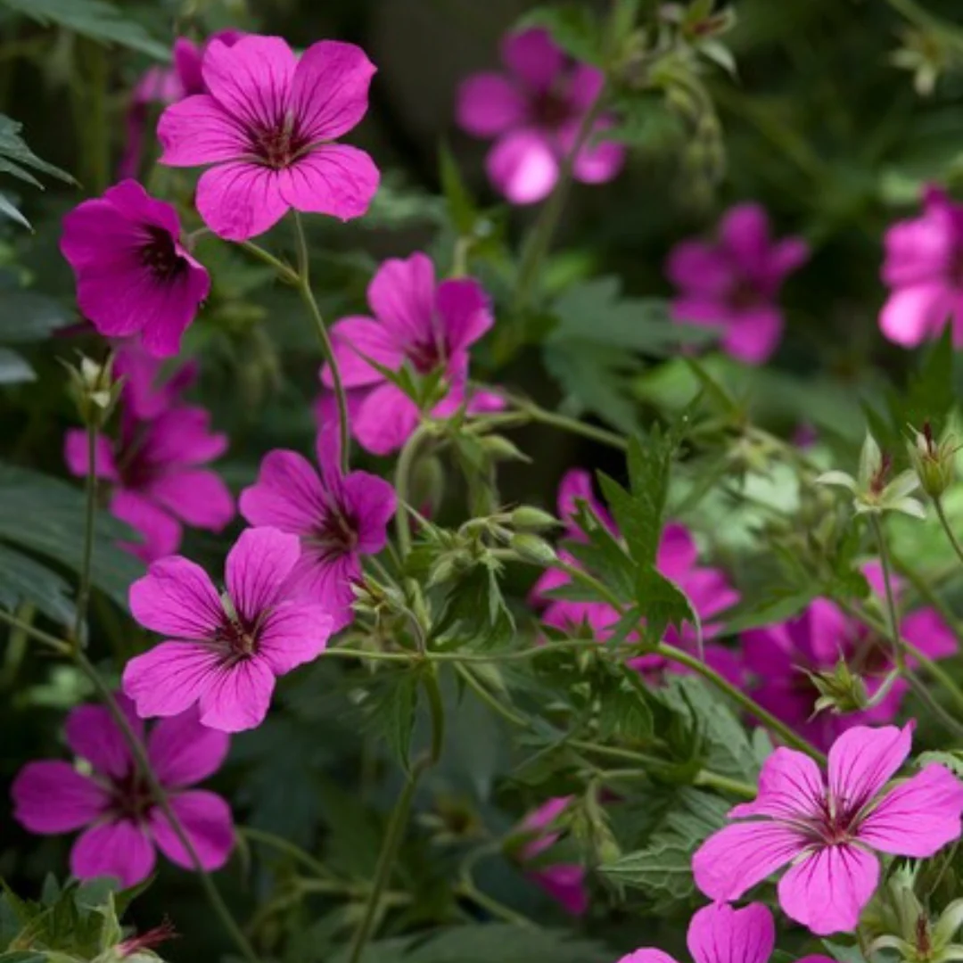 Geranium sanguineum "Max Frei" - Blut-Storchschnabel - 9cm Topf - 10-25cm - Set mit 24 Pflanzen - Image 4