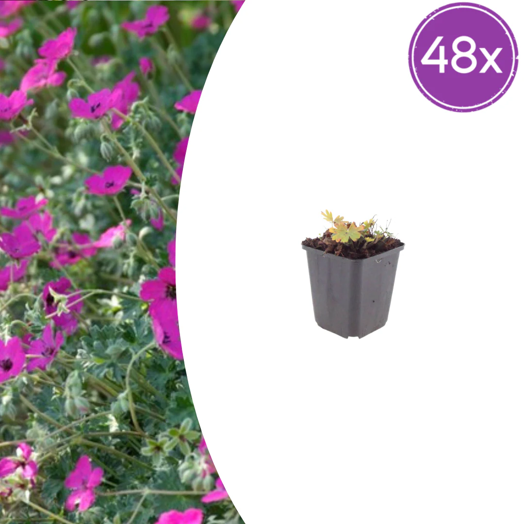 Geranium sanguineum "Max Frei" - Blut-Storchschnabel - 9cm Topf - 10-25cm - Set mit 48 Pflanzen