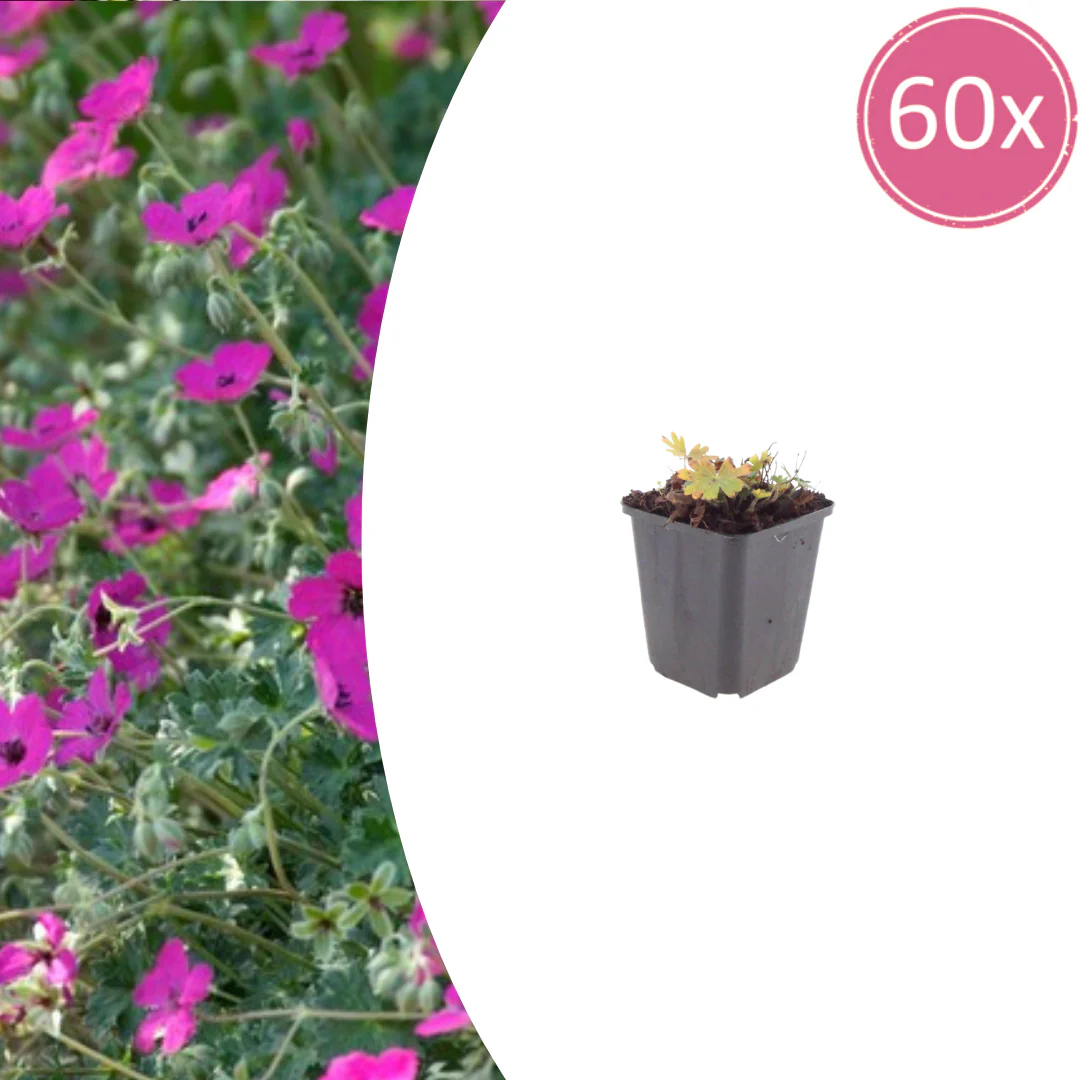Geranium sanguineum "Max Frei" - Blut-Storchschnabel - 9cm Topf - 10-25cm - Set mit 60 Pflanzen