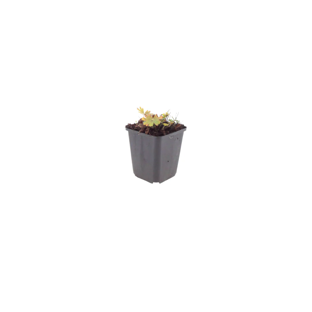 Geranium sanguineum "Max Frei" - Blut-Storchschnabel - 9cm Topf - 10-25cm - Set mit 60 Pflanzen - Image 2