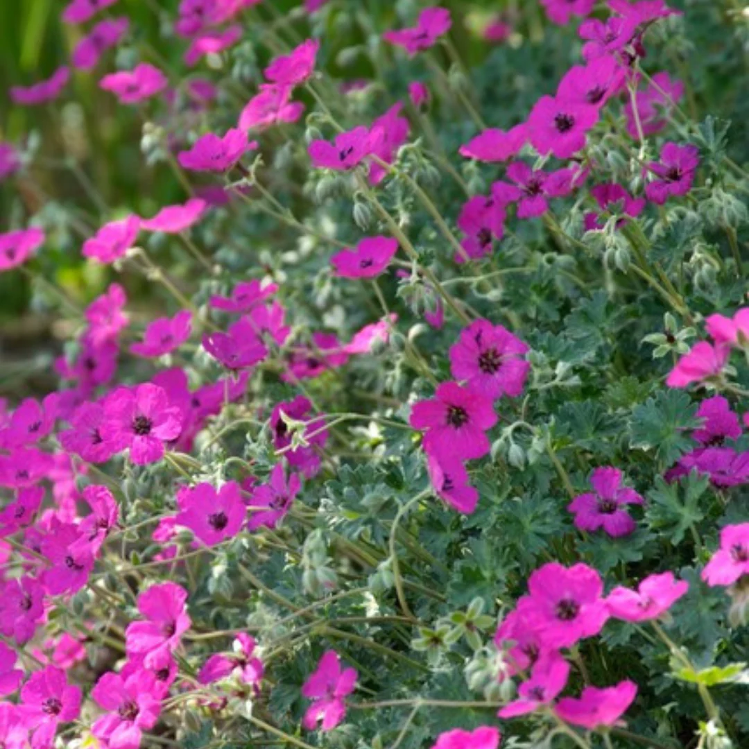 Geranium sanguineum "Max Frei" - Blutstorchschnabel - 9cm Topf - 10-25cm - Set mit 6 Pflanzen - pink - Image 3