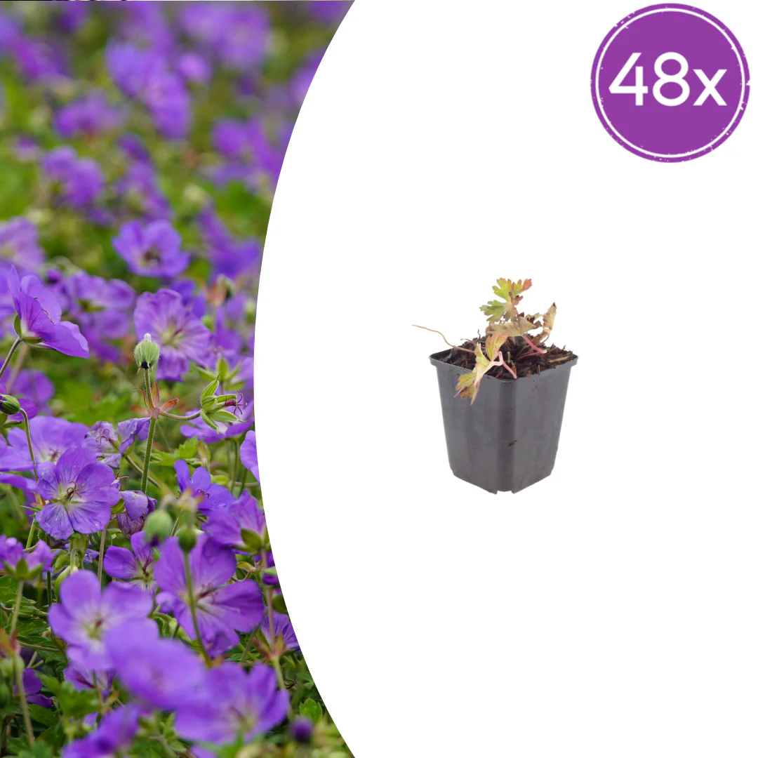 Geranium wallichianum "Azure Rush" - Storchschnabel - 9cm Topf - 10-25cm - Set mit 48 Pflanzen