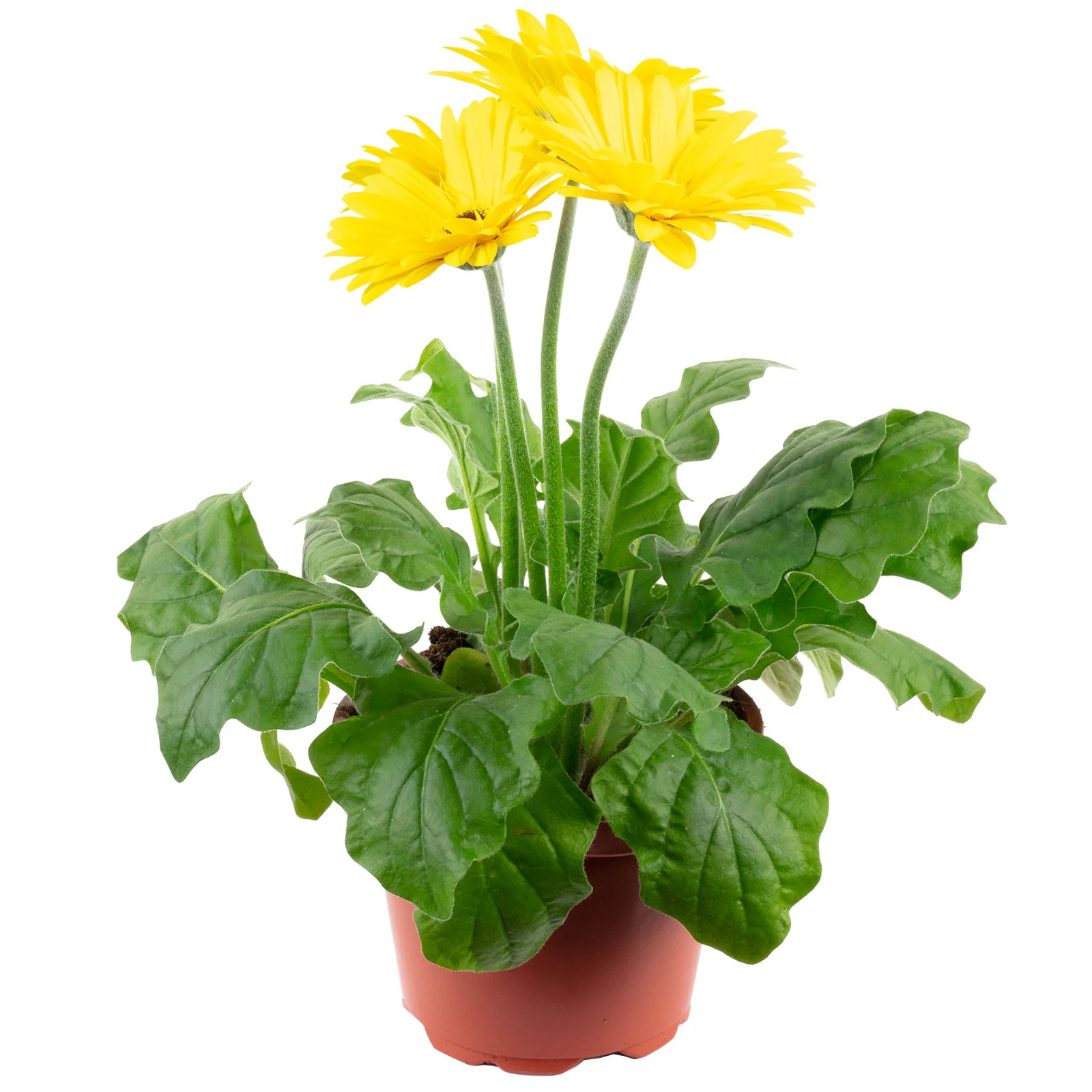 Gerbera 3+ Blüten gelb - Gerbera - Höhe ca. 25 cm, Topf-Ø 12 cm
