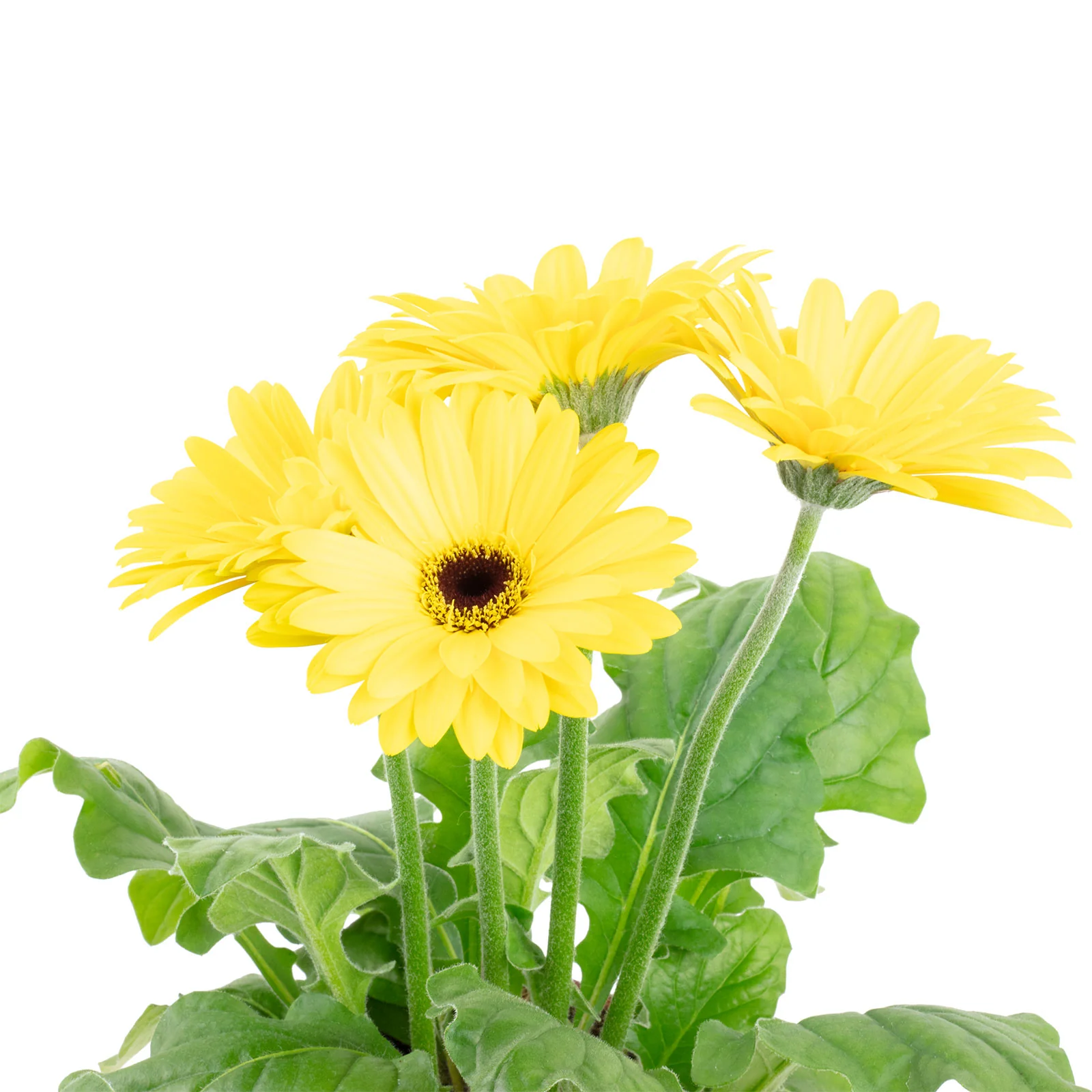 Gerbera 3+ Blüten gelb - Gerbera - Höhe ca. 25 cm, Topf-Ø 12 cm - Image 2