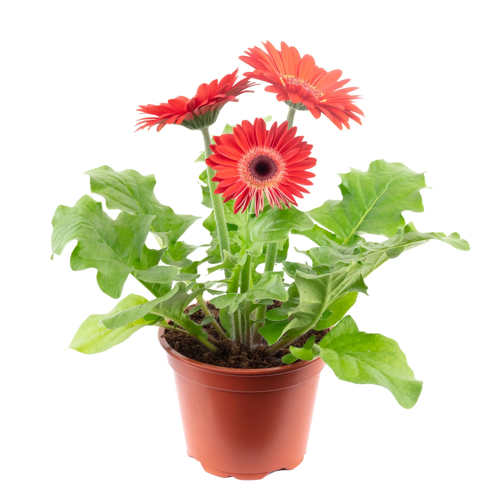 Gerbera 3+ Blüten rot - Gerbera - Höhe ca. 25 cm, Topf-Ø 12 cm