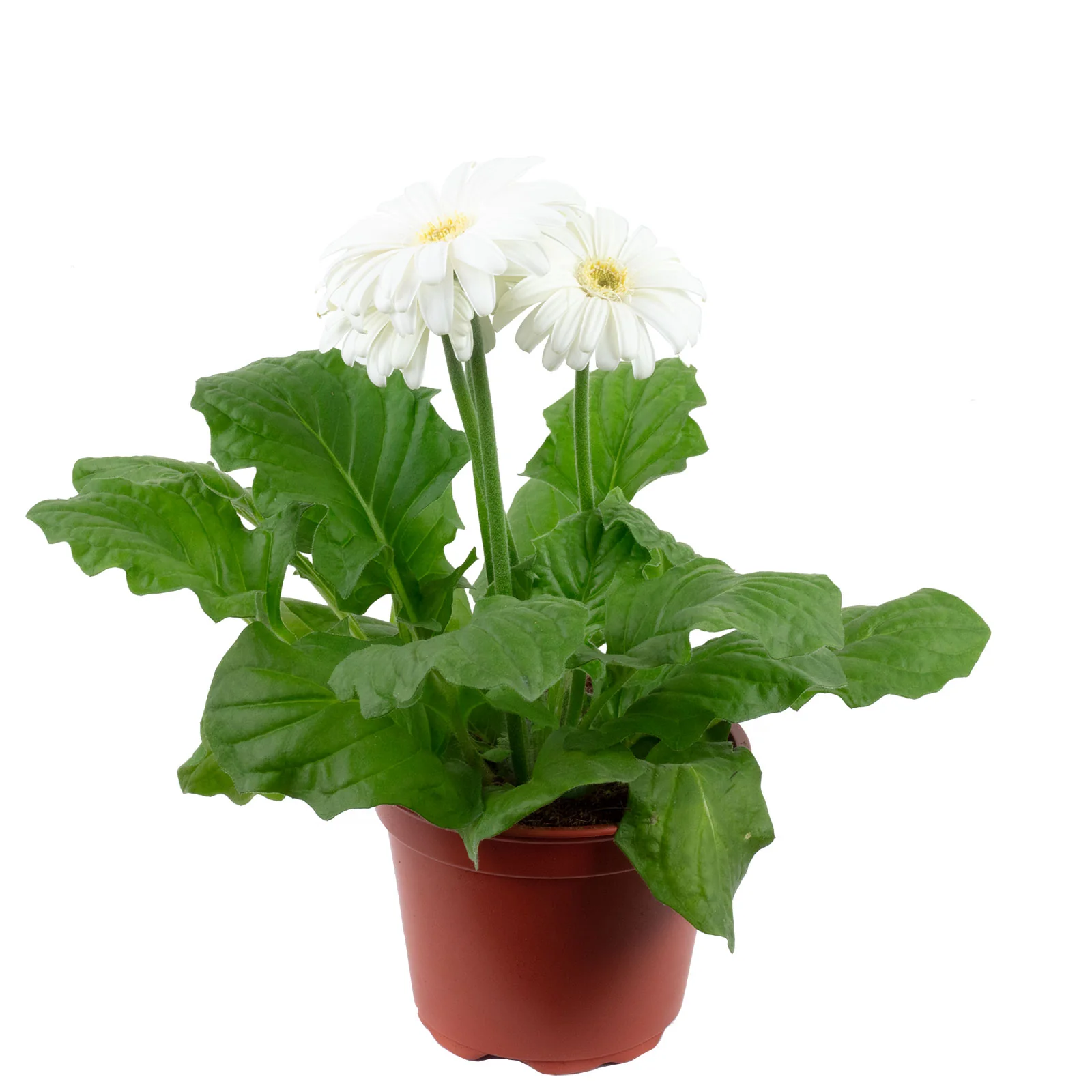 Gerbera 3+ Blüten weiß - Gerbera - Höhe ca. 25 cm, Topf-Ø 12 cm