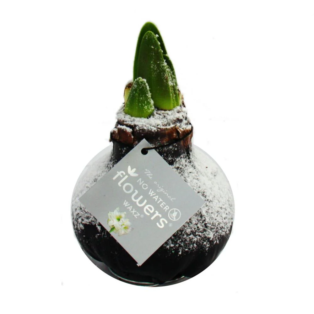 Gewachste Amaryllis-Zwiebel - mt Kunstschnee beflockt - Ritterstern schwarz