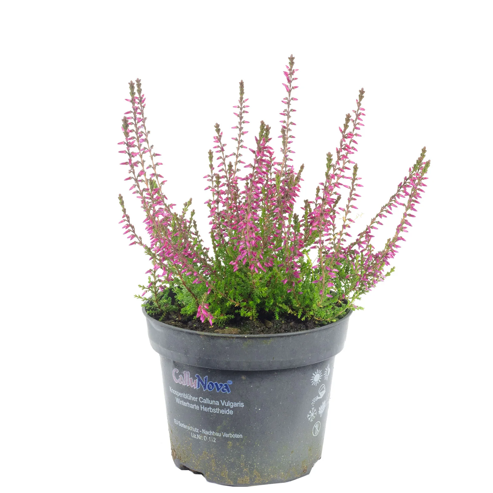 Glockenheide rosa - Erica gracilis - Höhe ca. 20 cm, Topf-Ø 12 cm