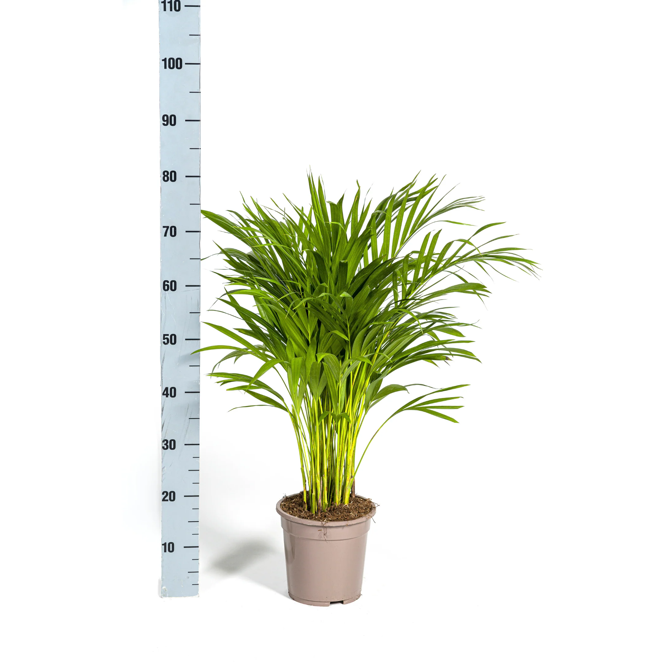 Goldfruchtpalme - Dypsis lutescens - Areca - Solitärpflanze - ca. 120-140cm hoch - 24cm Topf - Image 6