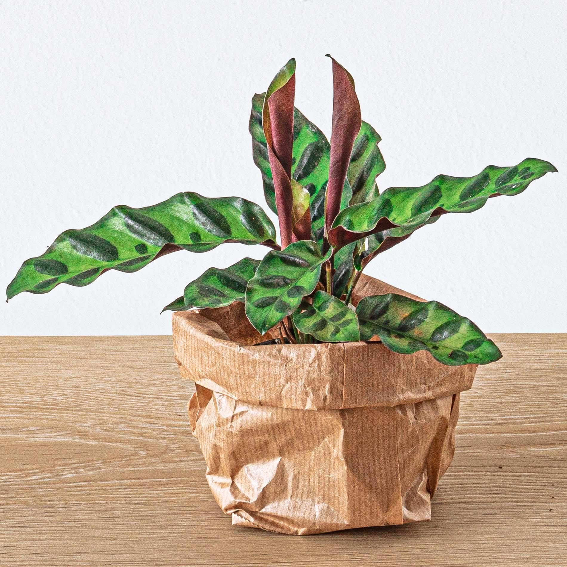 Green Your Bottle Set für Flaschengarten ohne Glas 5 Pflanzen Ficus Calathea Asparagus 2x Fittonia - Image 4