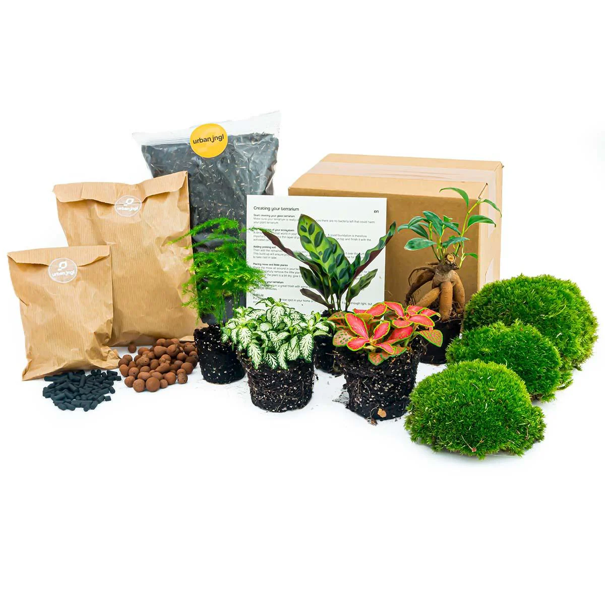 Green Your Bottle Set für Flaschengarten ohne Glas 5 Pflanzen Ficus Calathea Asparagus 2x Fittonia - Image 5