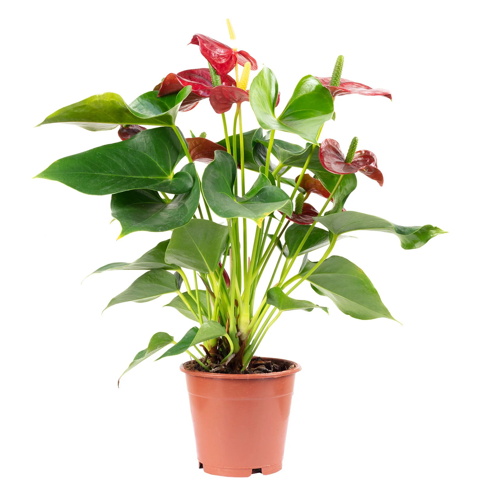 Große Flamingoblume rot - Anthurium andr. Champion - Höhe ca. 40 cm, Topf-Ø 12 cm