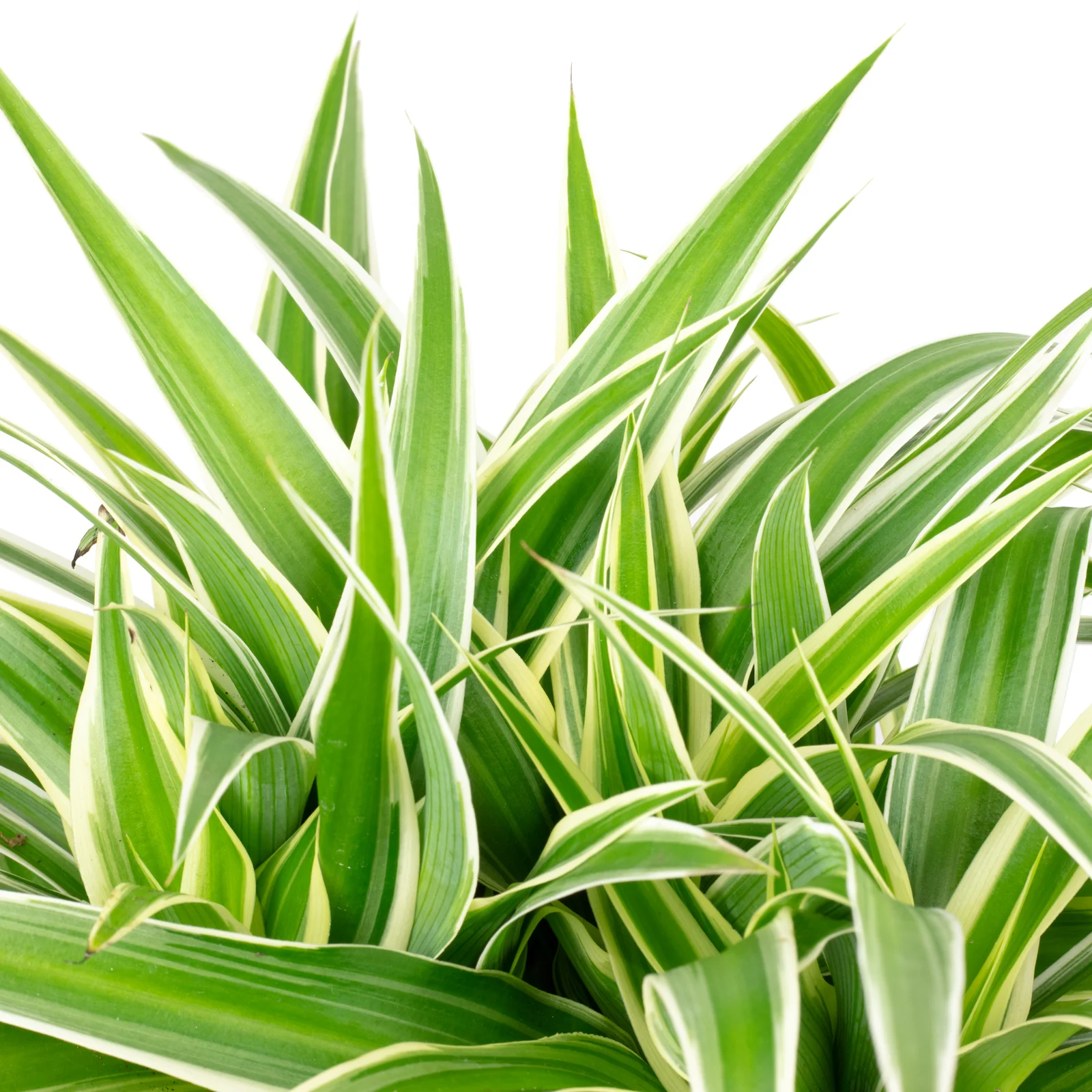 Grünlilie "Smit-Ocean" - Chlorophytum comosum - Höhe ca. 25 cm, Topf-Ø 15 cm - Image 2