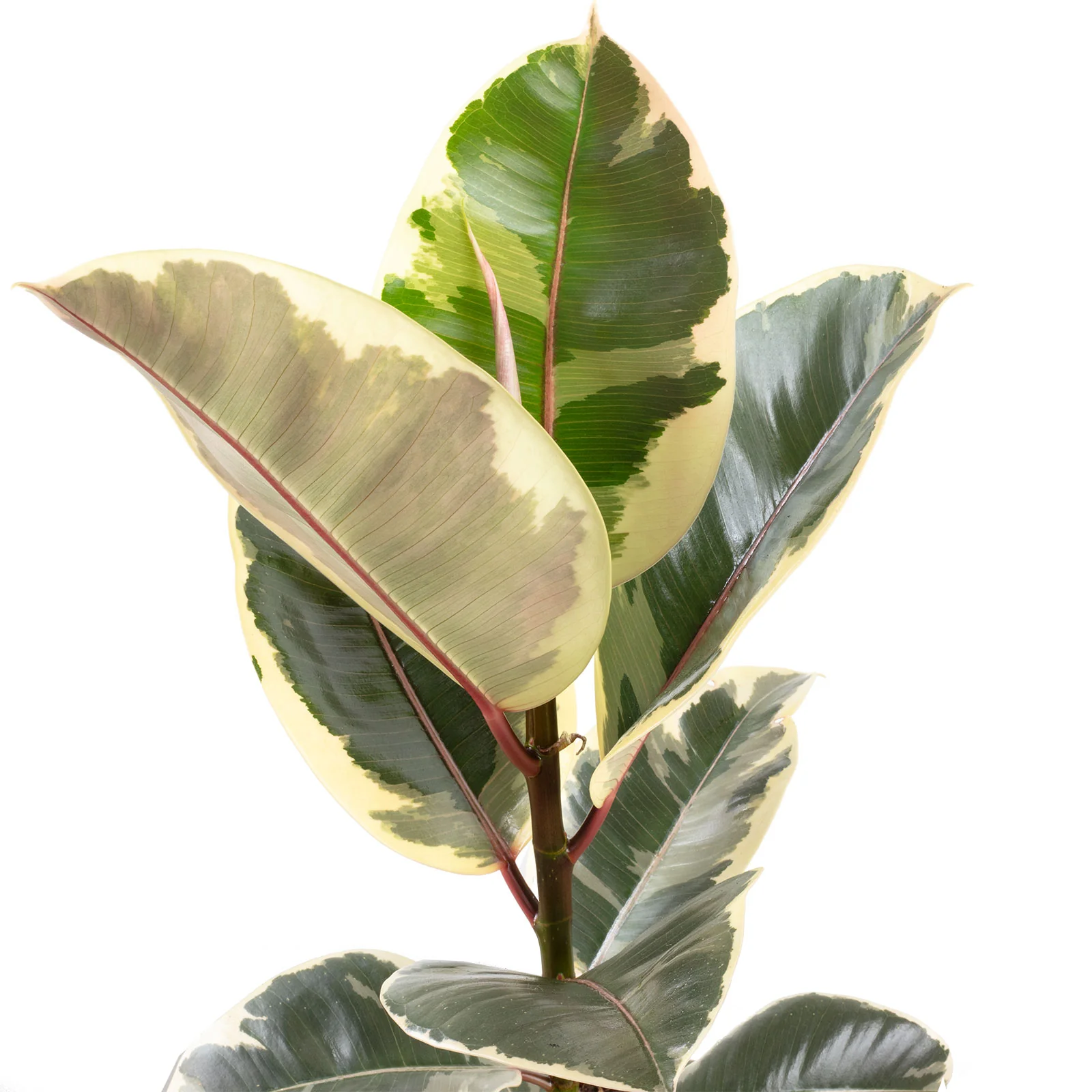 Gummibaum - Ficus elastica 'Tineke' - Höhe ca. 50 cm, Topf-Ø 17 cm - Image 2