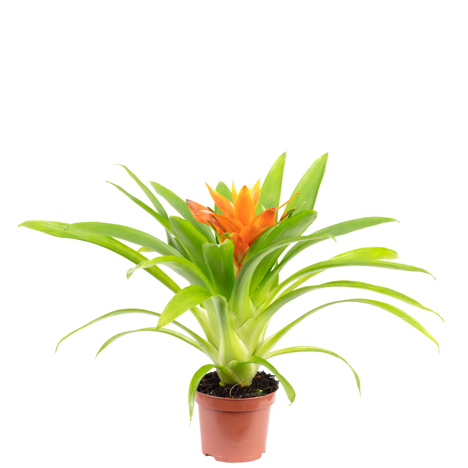 Guzmania-Bromelie "Ritmo" - Guzmania - Höhe ca. 30 cm, Topf-Ø 9 cm